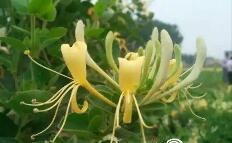 平邑金银花最新价格揭秘🌼✨